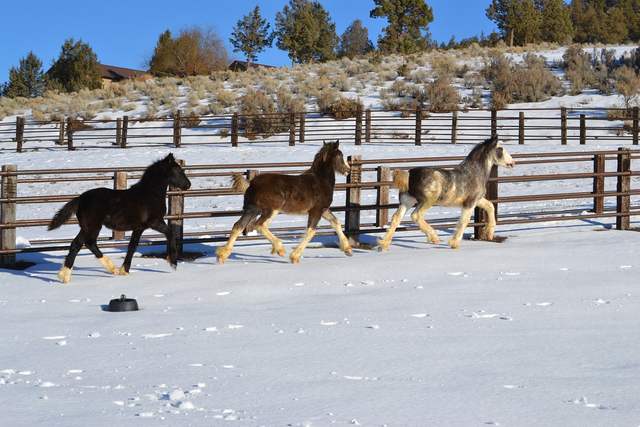 Snow babies