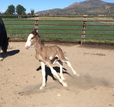 Stampede at a week old