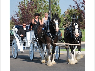 White vis a vis available - perfect for weddings!