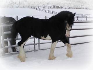 Wrangler cocky