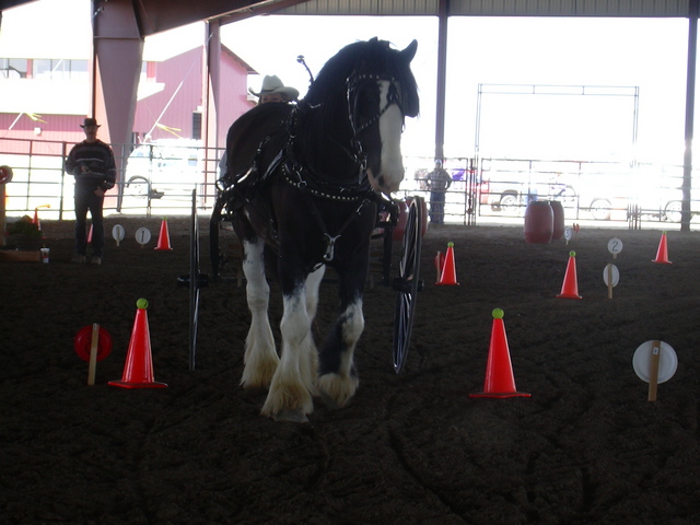 Wally in the obstacle coarse - Oregon Gold