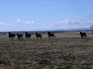 Mares out playing