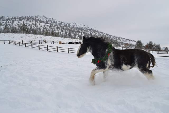 Miss Nevada - snow