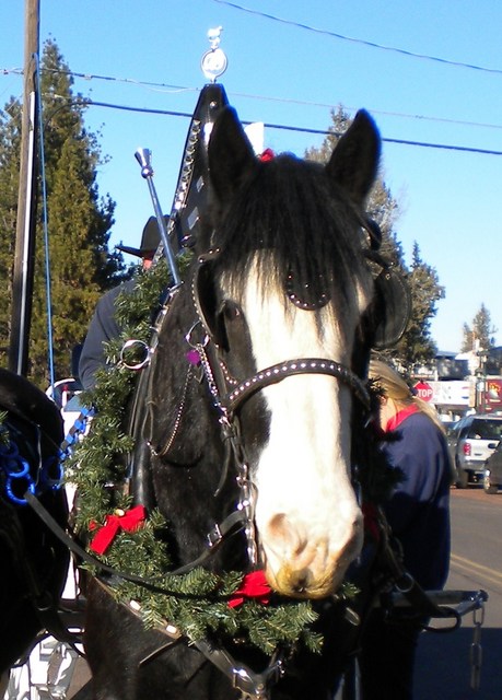 Wrangler at the Sisters Christmas parade