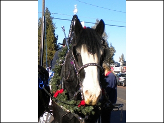 Wrangler at the Sisters Christmas parade
