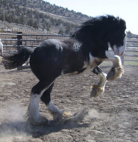 Wrangler feeling good!