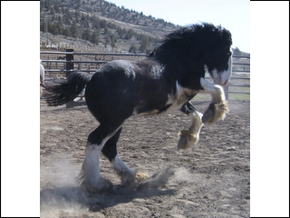 Wrangler feeling good!