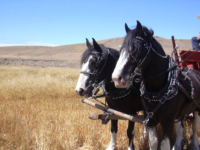 Dufer Threshing Bee