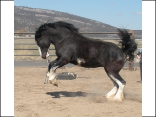 Lexus playing
