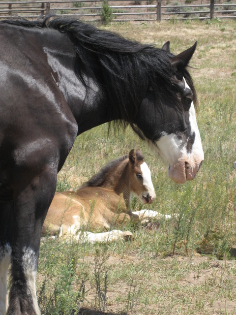Sierra &amp; baby Case