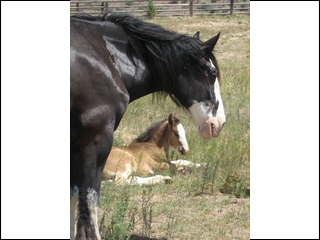 Sierra & baby Case