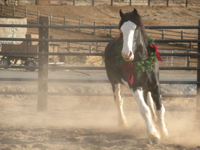 Wrangler 2008