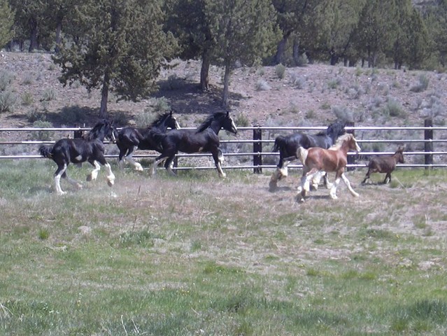 Kooch leading the herd