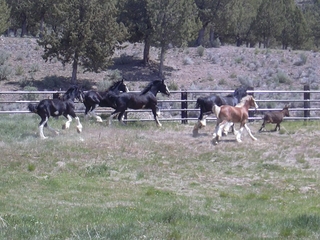 Kooch leading the herd