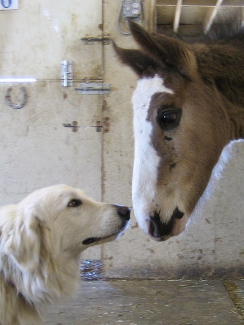 Maggie &amp; Zane making friends