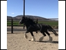 Eclipse's Sire - Persuader